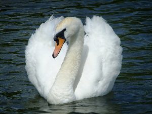 Read more about the article I am your Swan